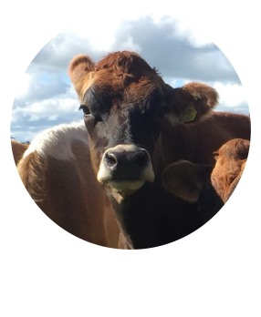 Thelma