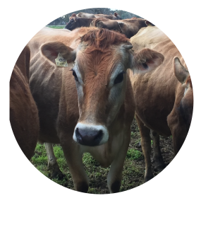 Trena